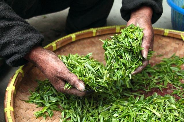 kobieta miesza rękami zieloną herbatę znajdującą się na tacy bambusowej