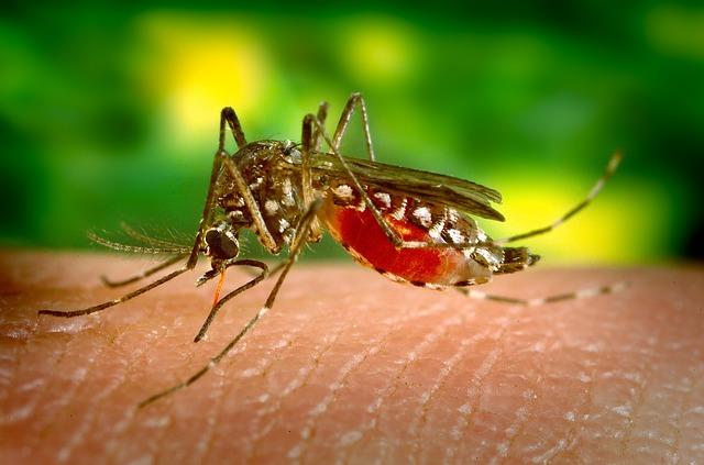 Jak się chronić przed komarami