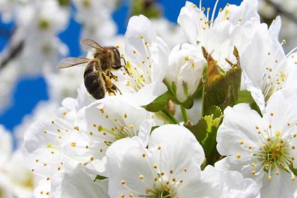 Pszczoła zbiera pyłek z białych kwiatów i je zapyla