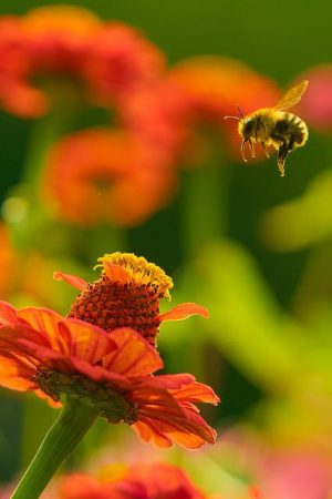 pszczoła lecąca na czerwony kwiatek