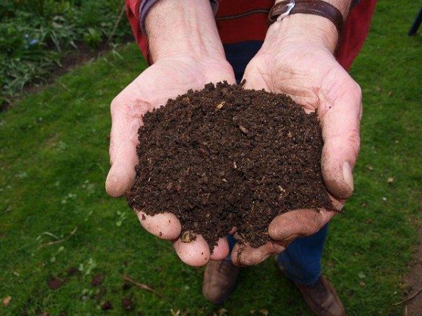dłonie wypełnione ekologicznym nawozem z kompostu