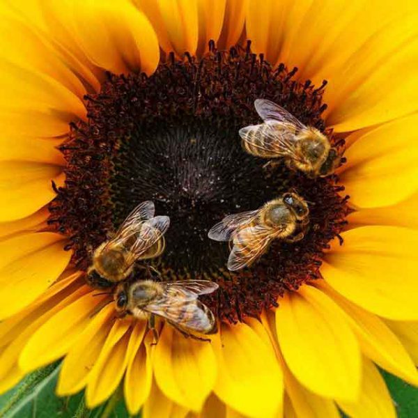 pszczoły zbierają nektar z żółtego kwiatu słonecznika