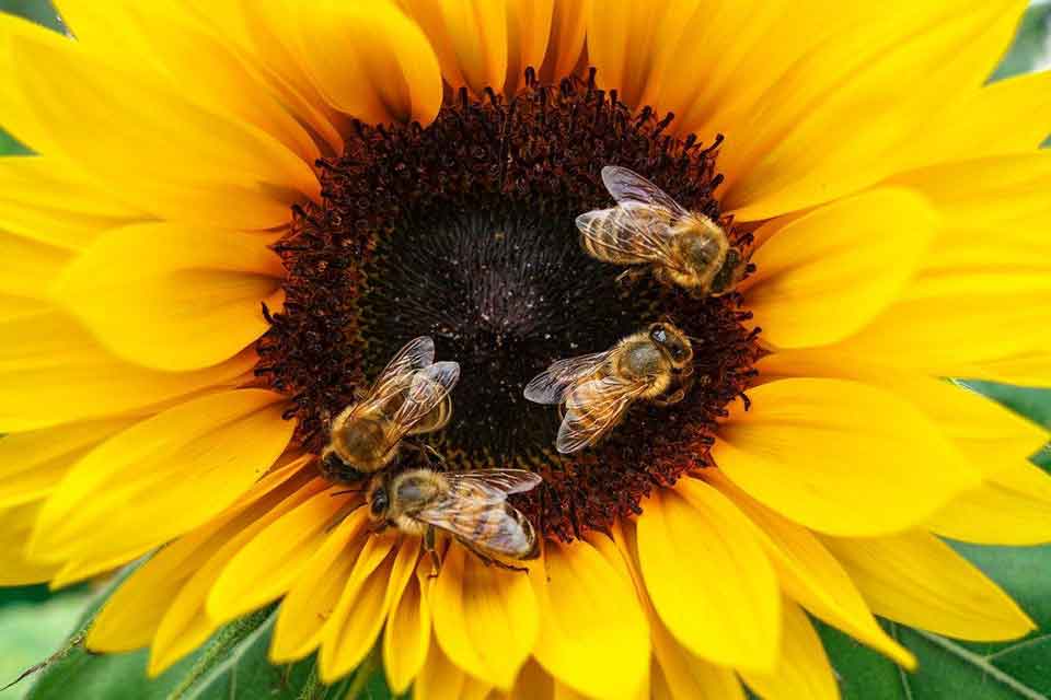 pszczoły zbierają nektar z żółtego kwiatu słonecznika