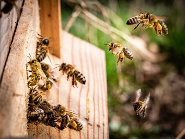 pszczoły wracają do ula z leczniczym pyłkiem kwiatowym który ma właściwości lecznicze
