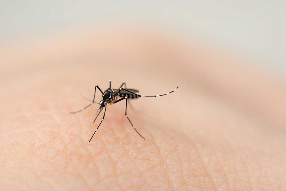 Jak bronić się przed komarami i złagodzić skutki ich ukąszeń?