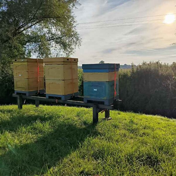 Śledzenie pochodzenia miodu – dlaczego warto wybrać surowy miód z pełną przejrzystością od Buzzy Honey Bee