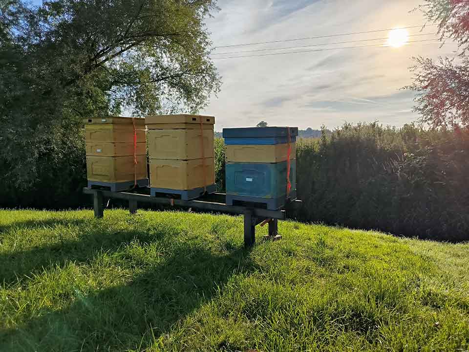 Ule pasieki Buzzy Honey Bee w słoneczny dzień na łące w Nottinghamshire, Wielka Brytania